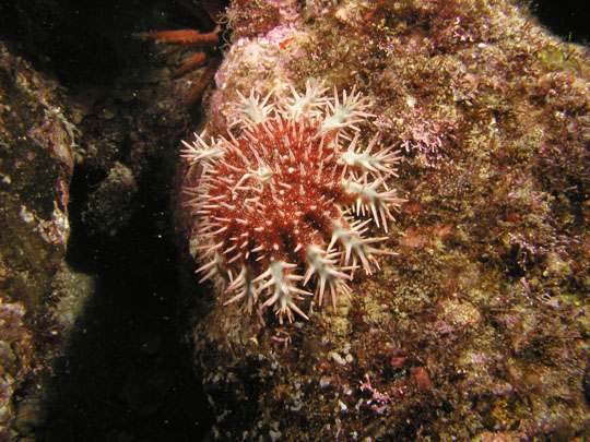 Divebums: Crown of Thorns (Acanthaster ellisii)