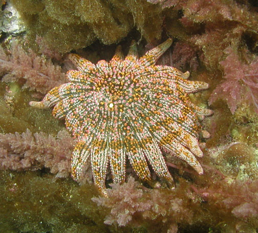 Divebums: Gulf Sun Star (heliaster Kubiniji)