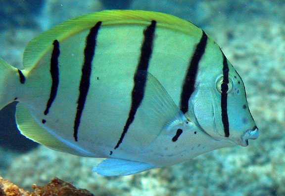 surgeonfish_convict_101204_0037.jpg